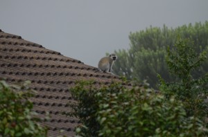 20120309-183228.jpg