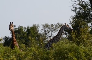 20120309-225310.jpg