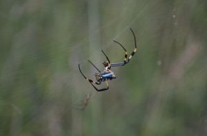 20120310-095132.jpg