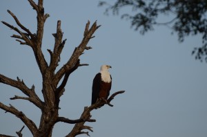 20120310-095321.jpg