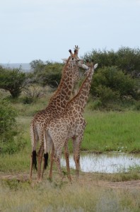 20120310-101823.jpg