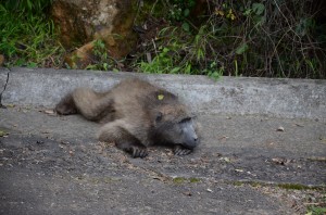 20120318-221328.jpg