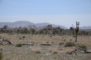20140331-221528.jpg