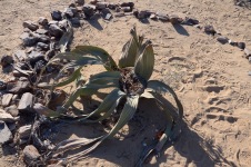 Namibia – Tag 6 – Outjo