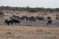 Namibia – Tag 8 – Etoscha