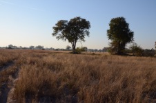 Botswana – Tag 13 – Okavango Delta