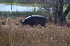 Botswana – Tag 14 – Nata