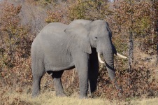 Botswana – Tag 15 – Chobe